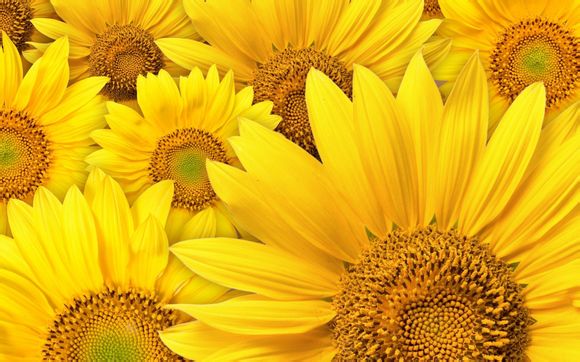 鄢陵花都温泉营业时间