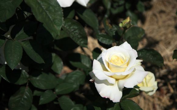 浙江南北湖风景名胜区一日游