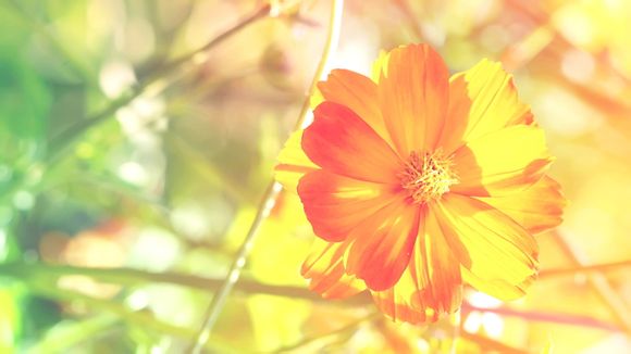 鄢陵花都温泉价格