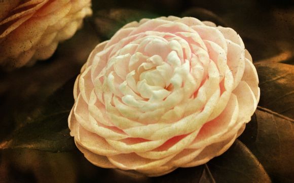 开罗是哪个洲的国家