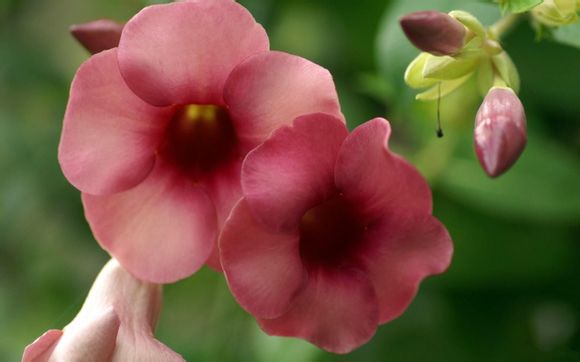 明孝陵 游玩时间