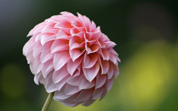 佛山游乐园门票多少钱